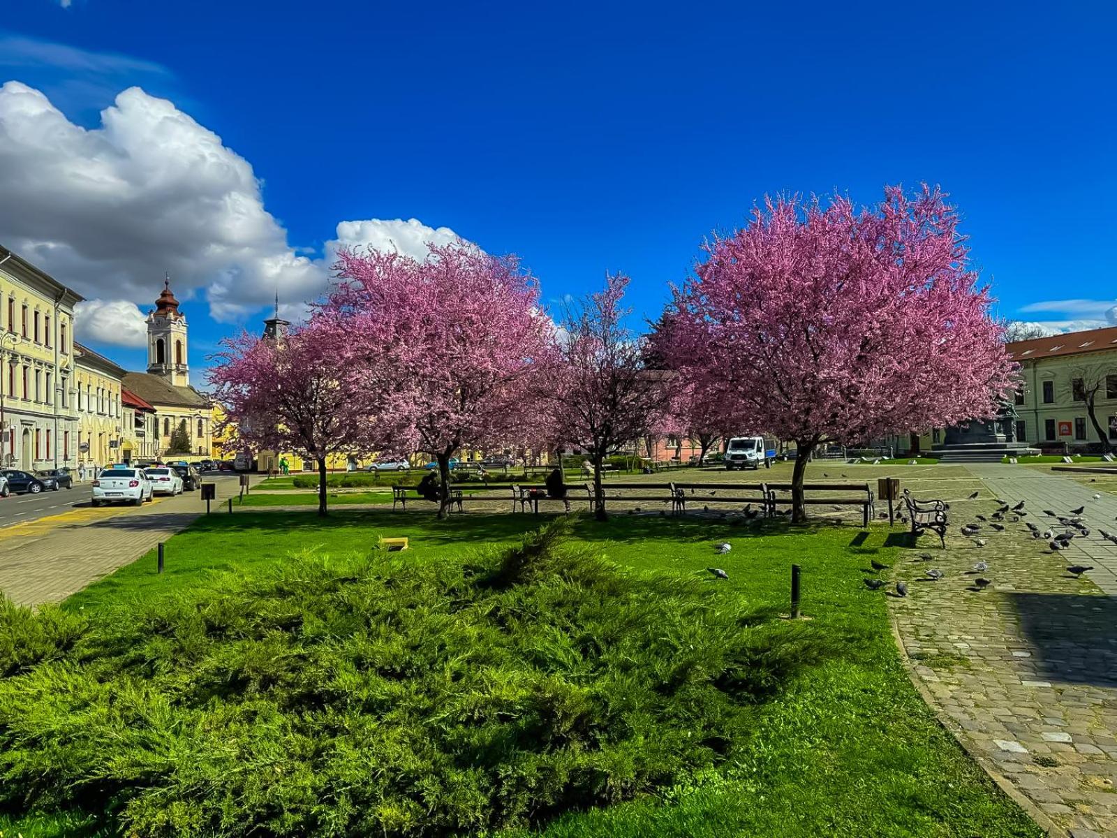 Hera'S Garden Arad Exterior foto